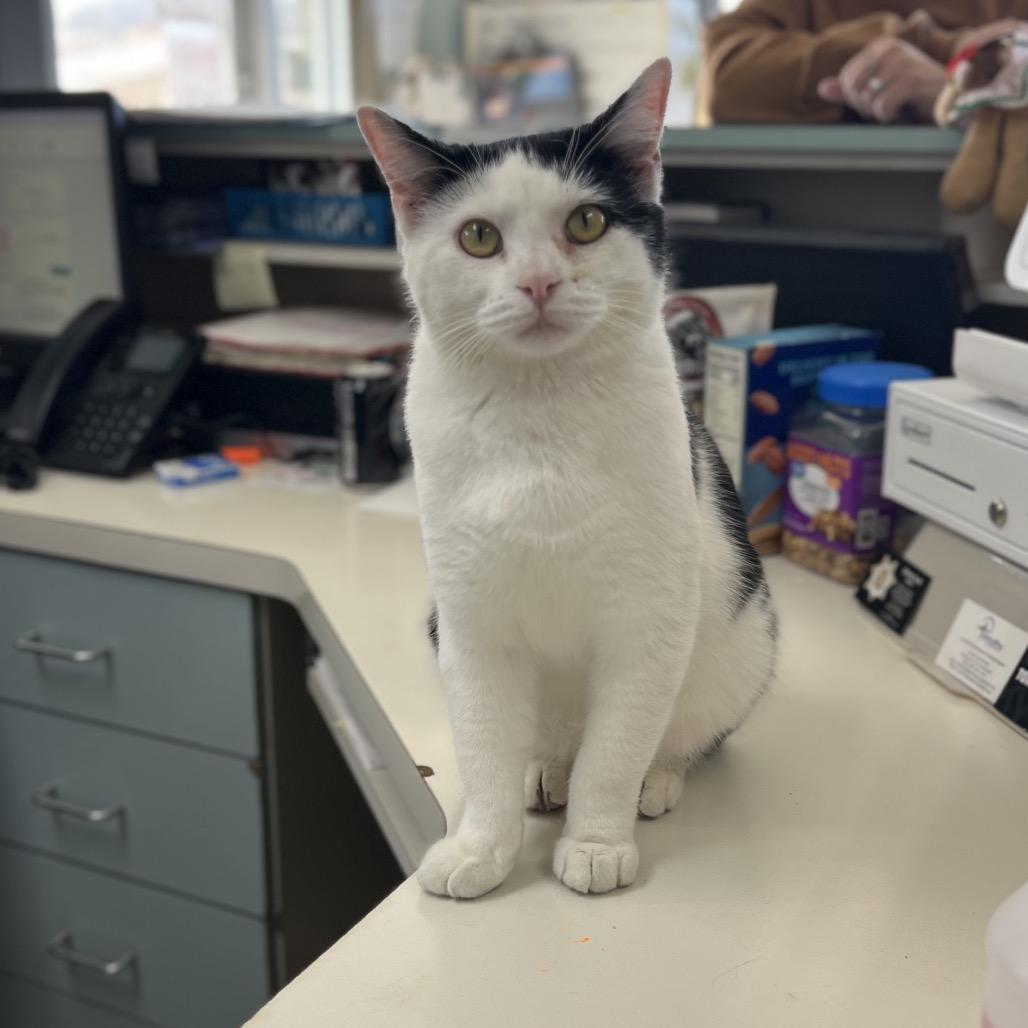 Enlarge Oreo, a Adoptable American Shorthair in Poplar Bluff, MO image 2/6