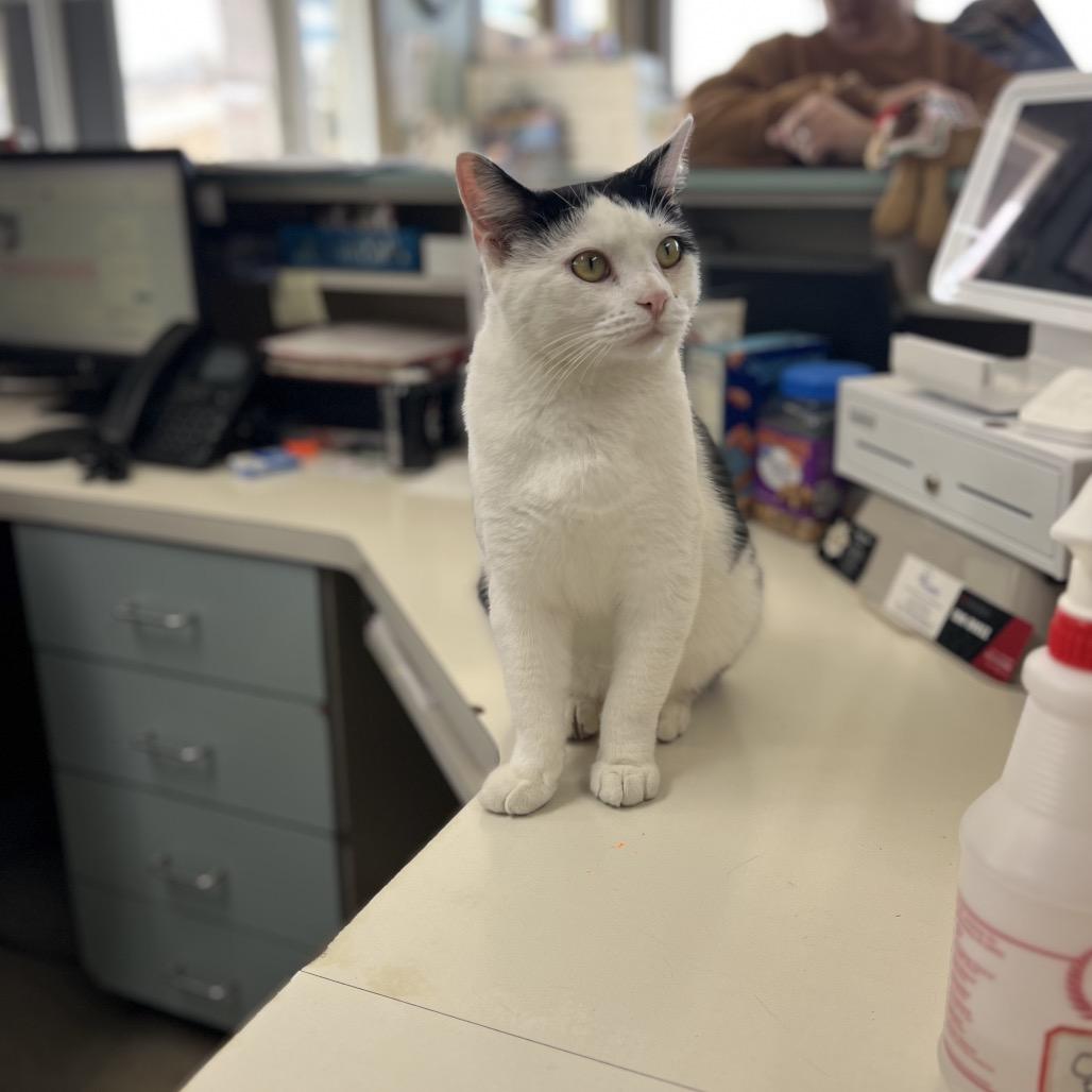 Enlarge Oreo, a Adoptable American Shorthair in Poplar Bluff, MO image 3/6