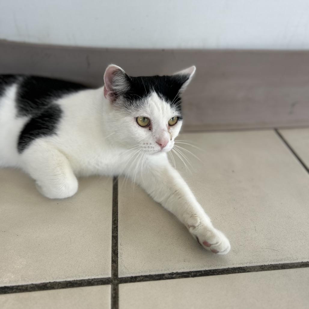 Enlarge Oreo, a Adoptable American Shorthair in Poplar Bluff, MO image 5/6