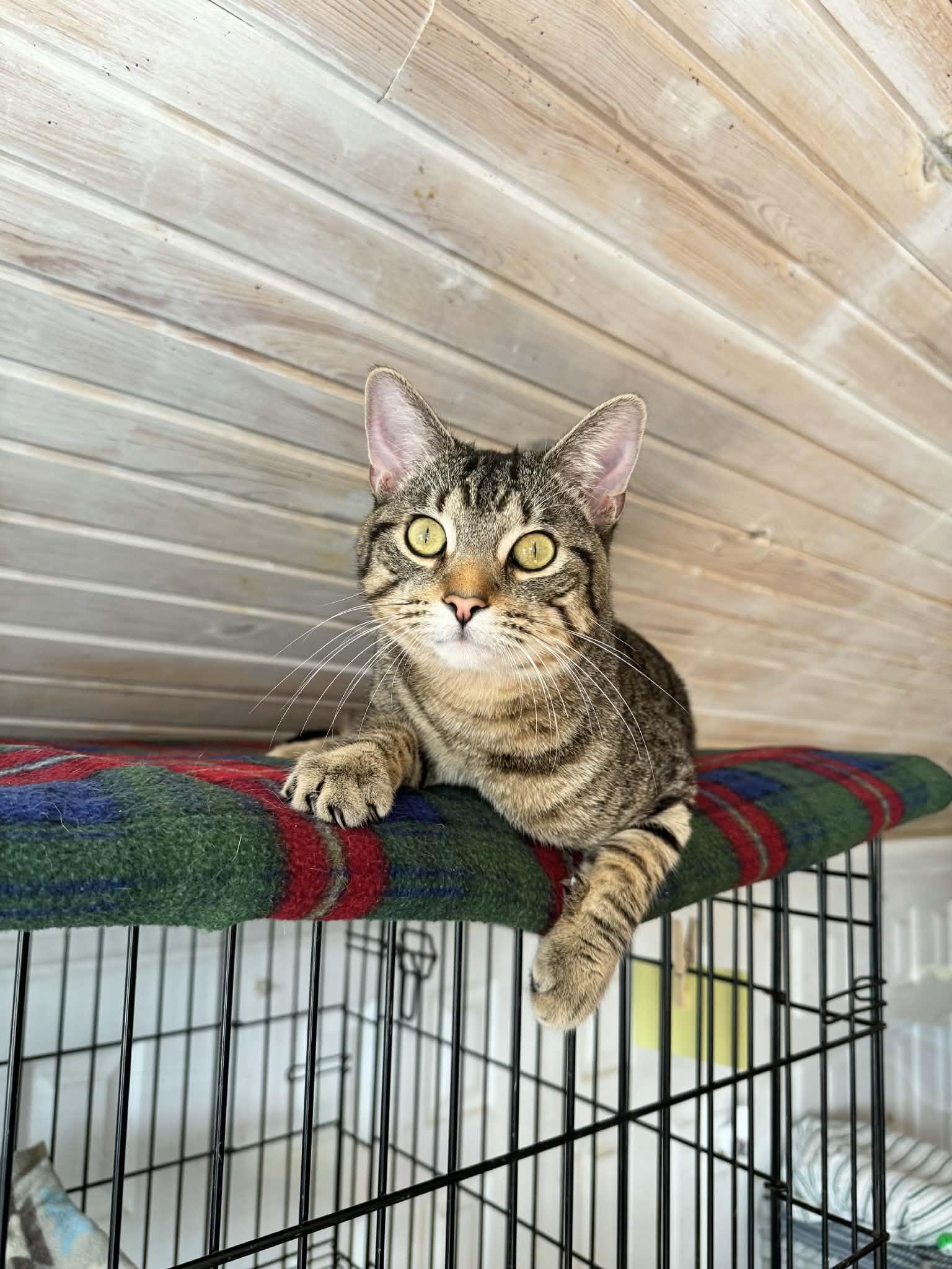 Leo, ADOPTABLE, Young Male American Shorthair.