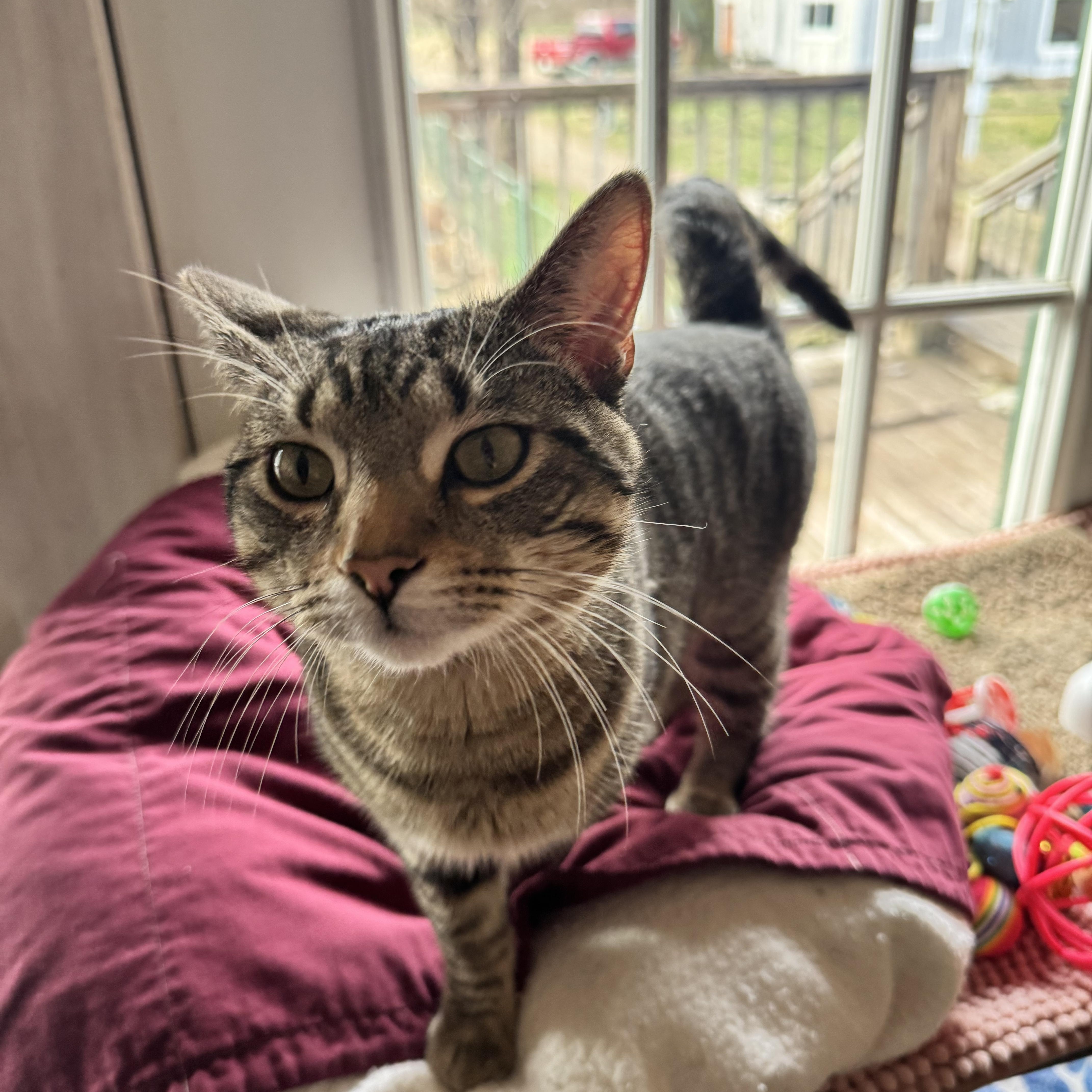 Enlarge Leo, a ADOPTABLE American Shorthair in Leon, KS image 2/3