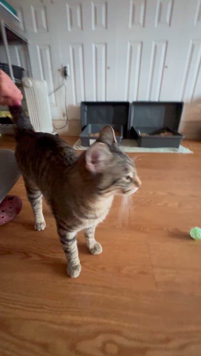 Enlarge Leo, a ADOPTABLE American Shorthair in Leon, KS video 3/3
