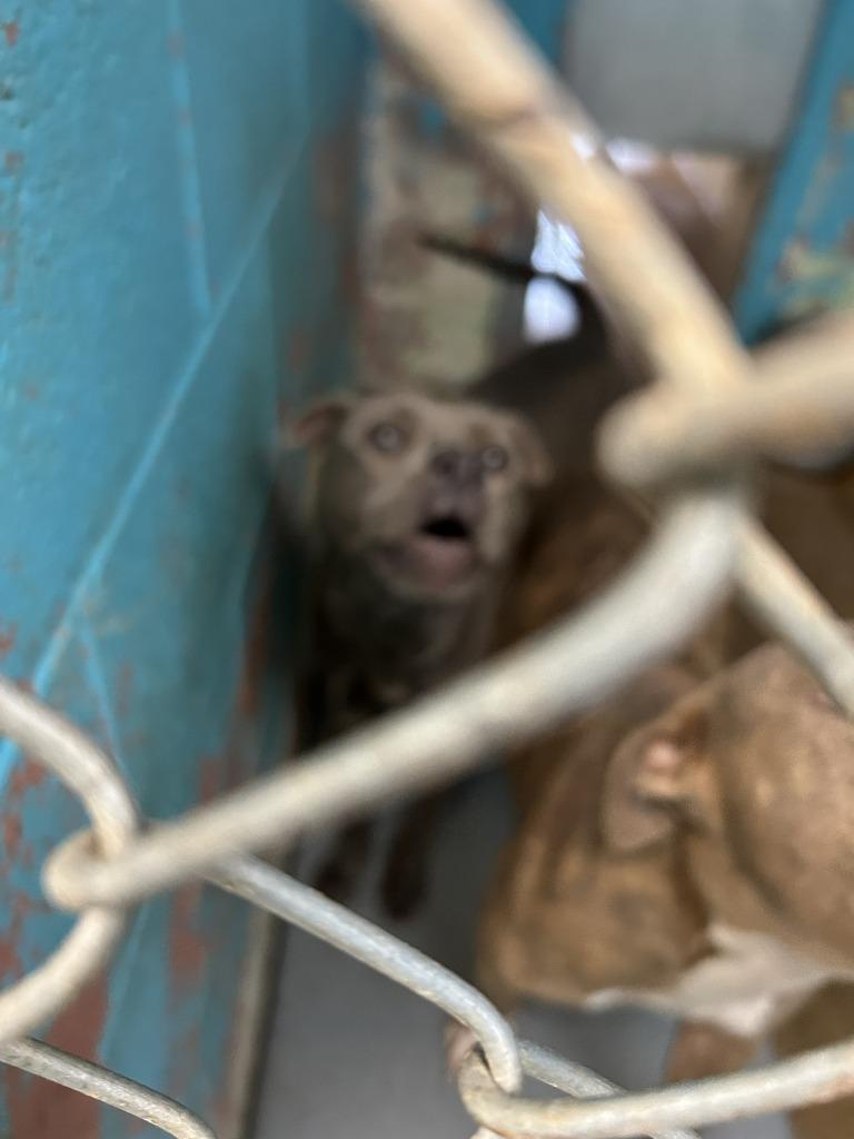 Enlarge Roxie, a Adoptable mixed breed in Hot Springs, AR image 1/1