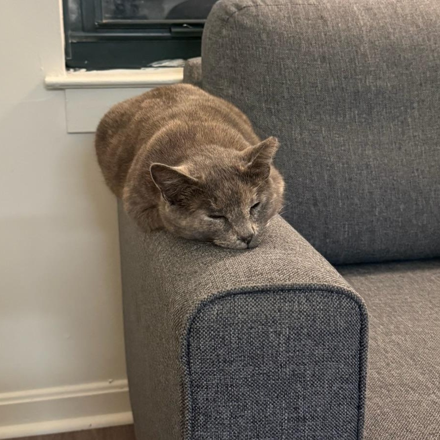 Juliette, a Adoptable mixed breed in Hyattsville, MD image 5/6