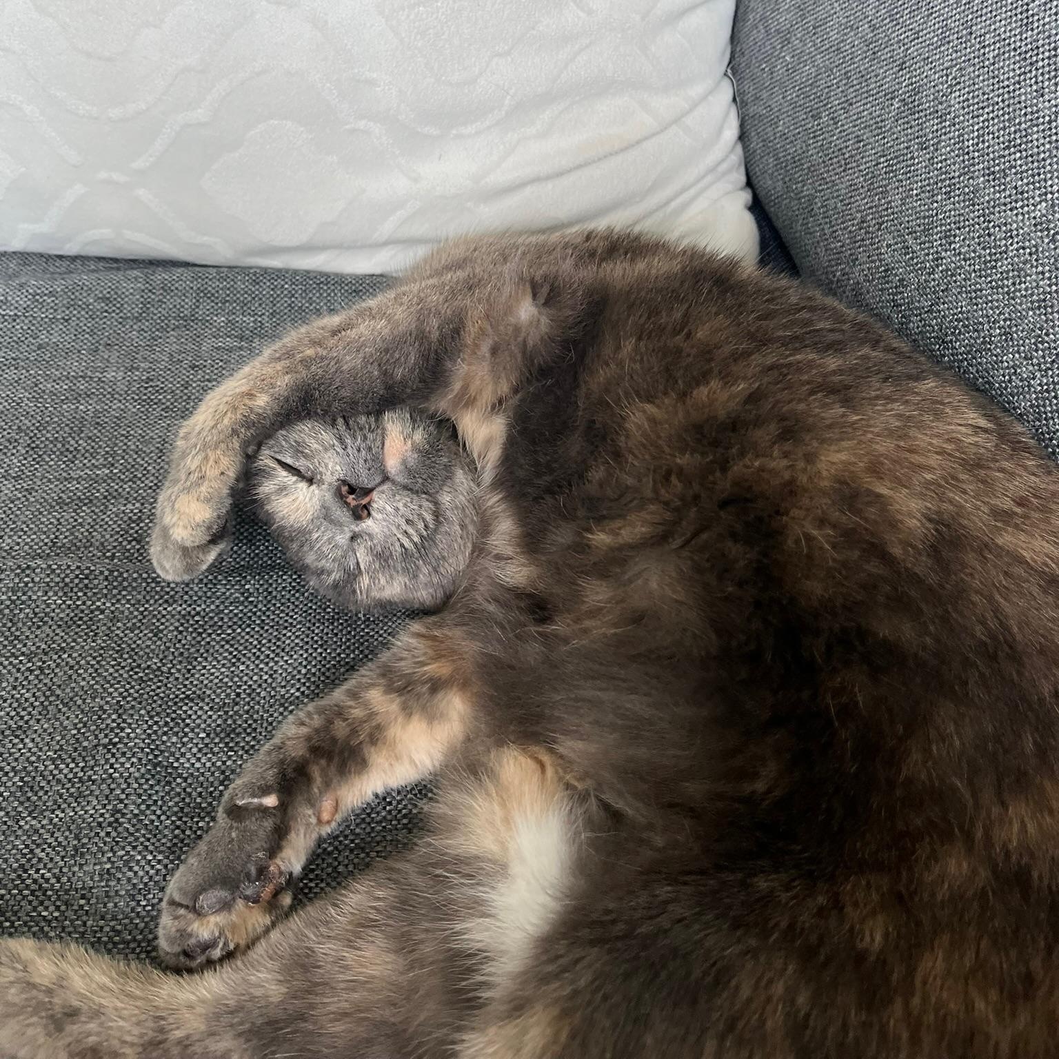 Juliette, a Adoptable mixed breed in Hyattsville, MD image 3/6