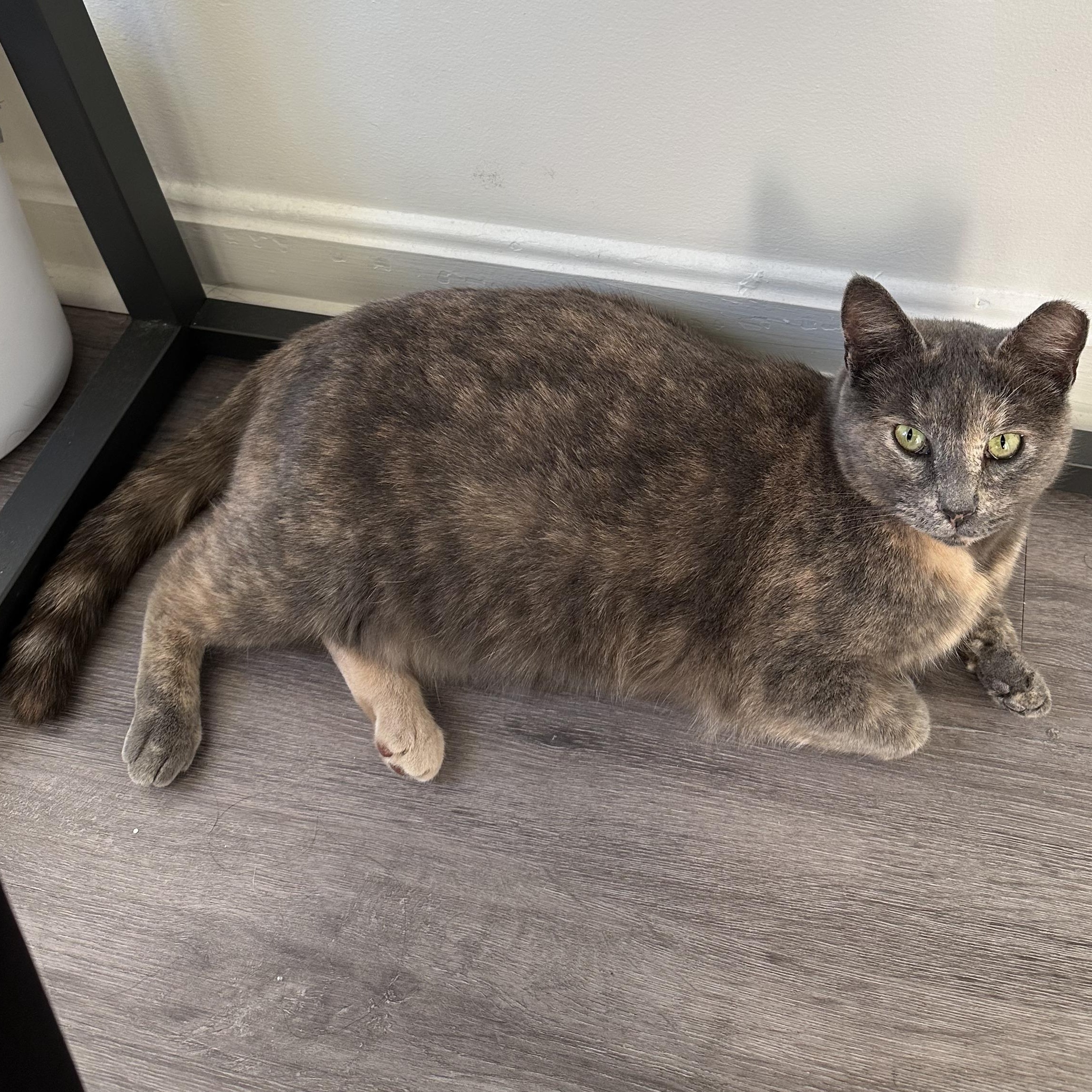 Juliette, a Adoptable mixed breed in Hyattsville, MD image 4/6