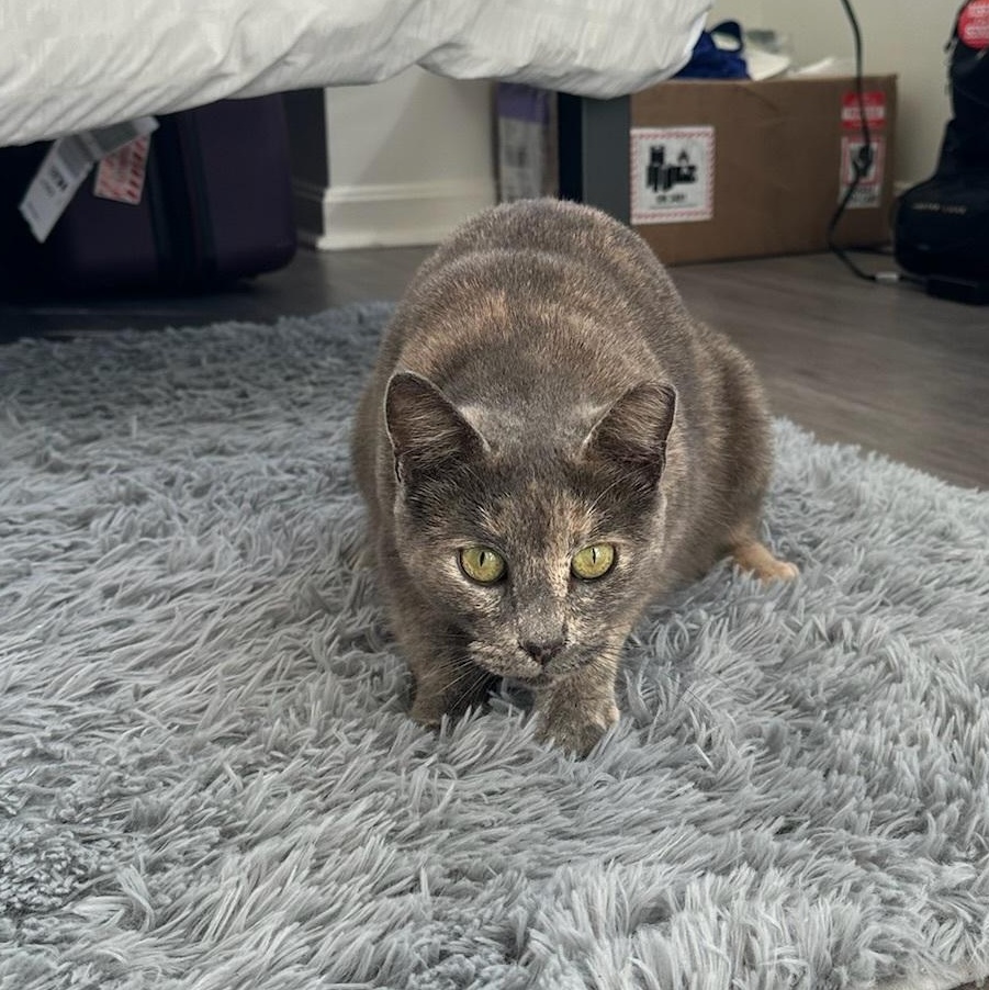 Juliette, a Adoptable mixed breed in Hyattsville, MD image 6/6