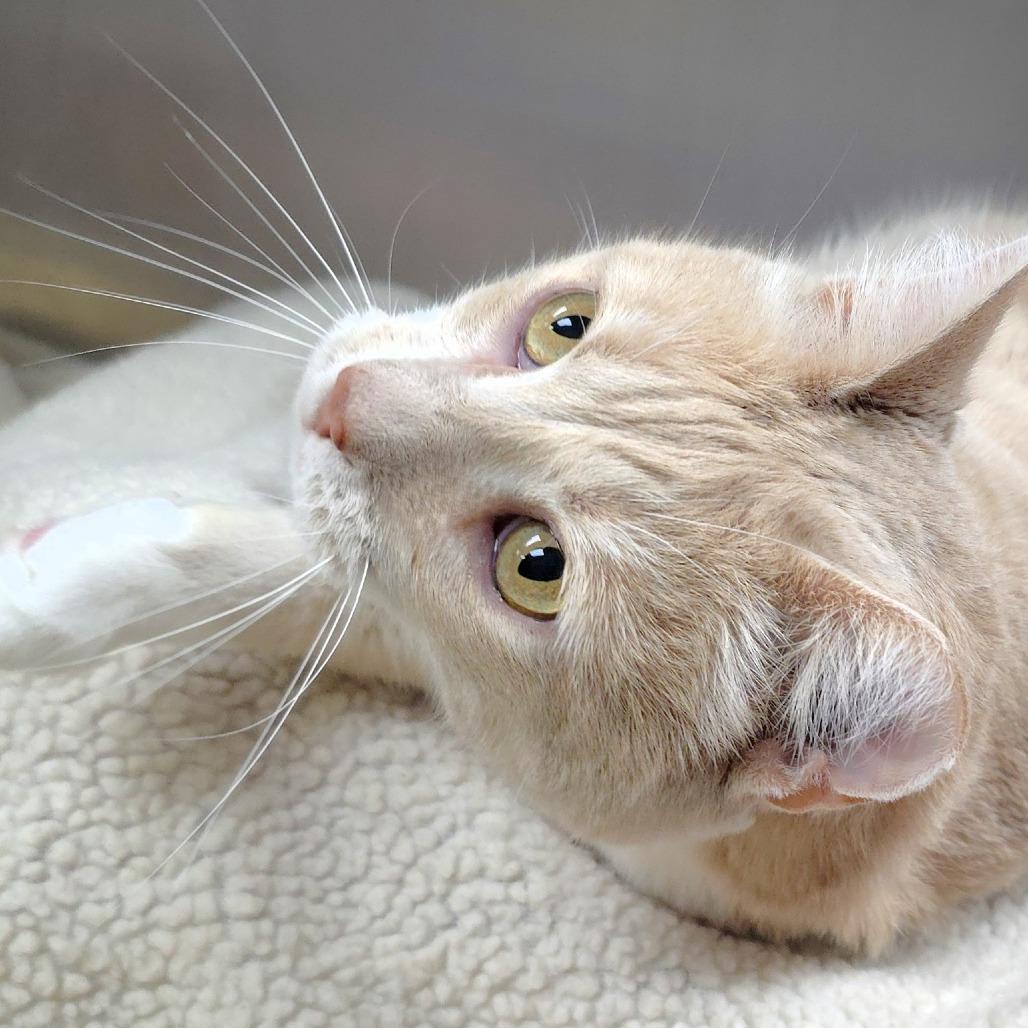 Sandy, Adoptable, Senior Female Domestic Short Hair.