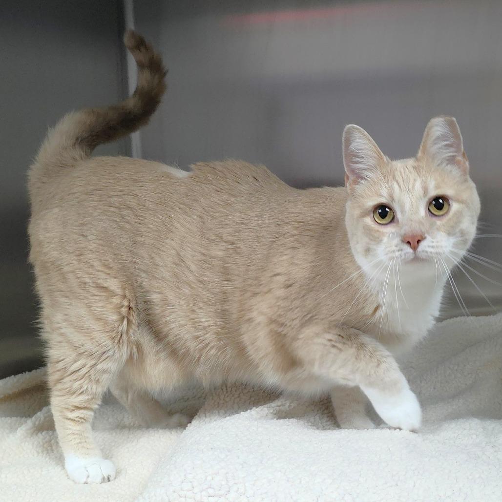 Enlarge Sandy, a Adoptable Domestic Short Hair in Michigan City, IN image 2/5