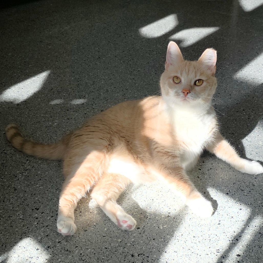 Enlarge Sandy, a Adoptable Domestic Short Hair in Michigan City, IN image 3/6