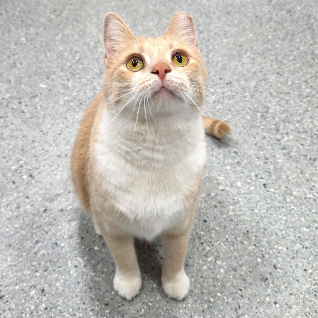 Enlarge Sandy, a Adoptable Domestic Short Hair in Michigan City, IN image 4/6
