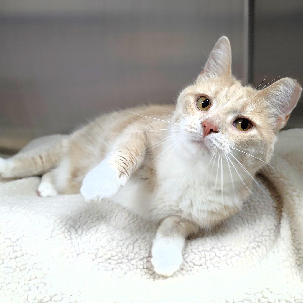 Enlarge Sandy, a Adoptable Domestic Short Hair in Michigan City, IN image 3/5