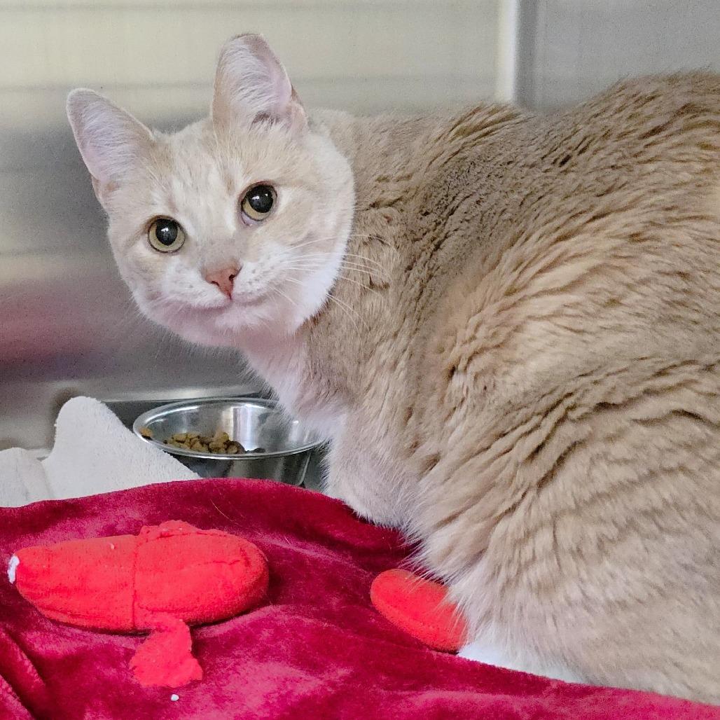 Enlarge Sandy, a Adoptable Domestic Short Hair in Michigan City, IN image 4/5