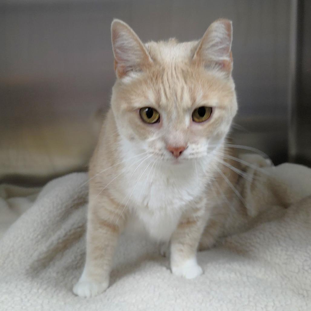 Enlarge Sandy, a Adoptable Domestic Short Hair in Michigan City, IN image 5/5
