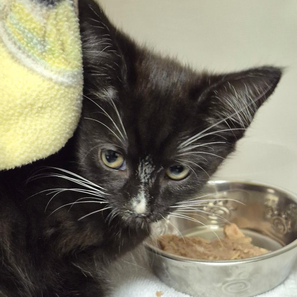 Enlarge Flair, a Adoptable Domestic Short Hair in Drumheller, AB image 1/1