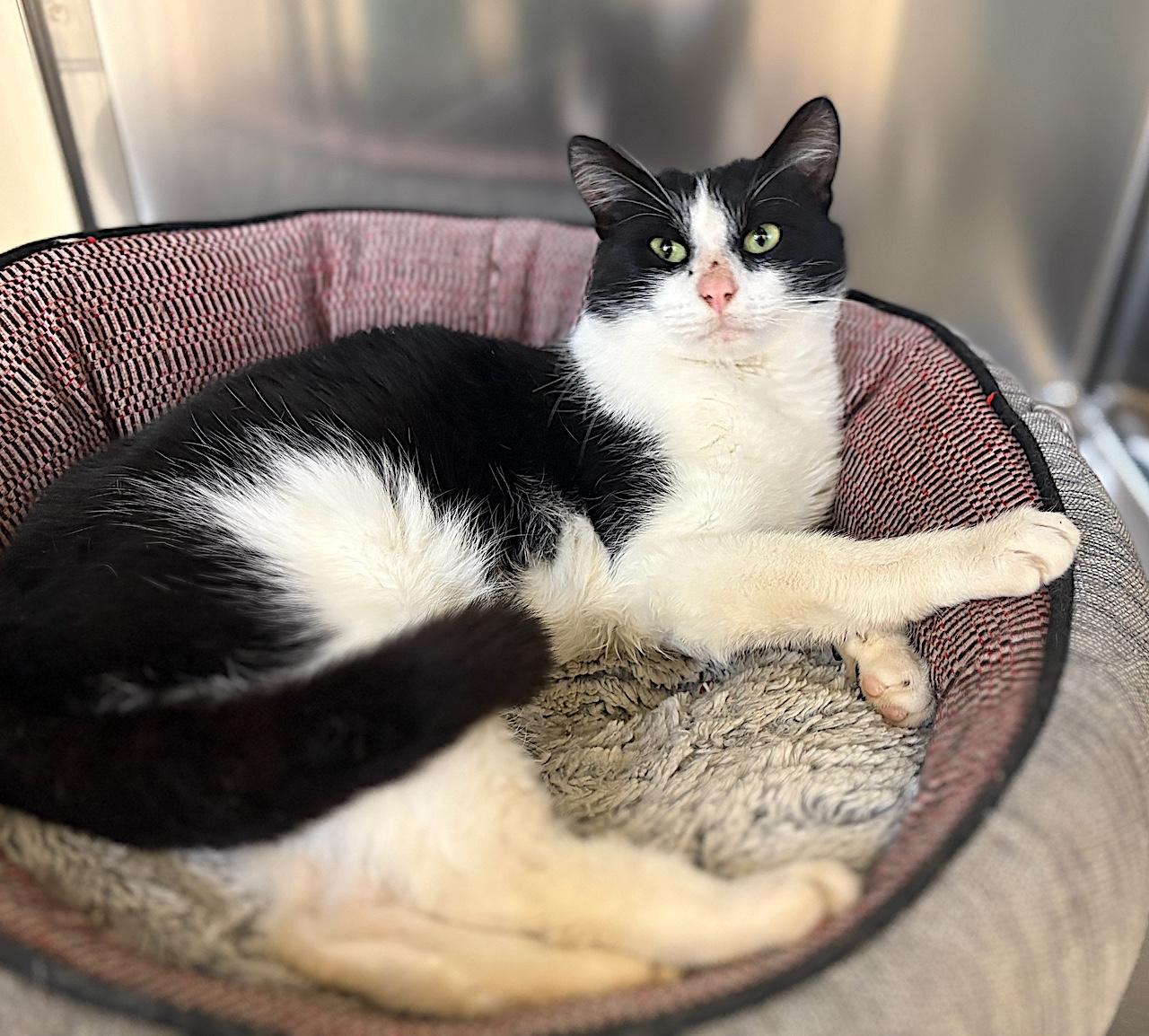 Lucky, adoptable, Adult Male Domestic Short Hair.