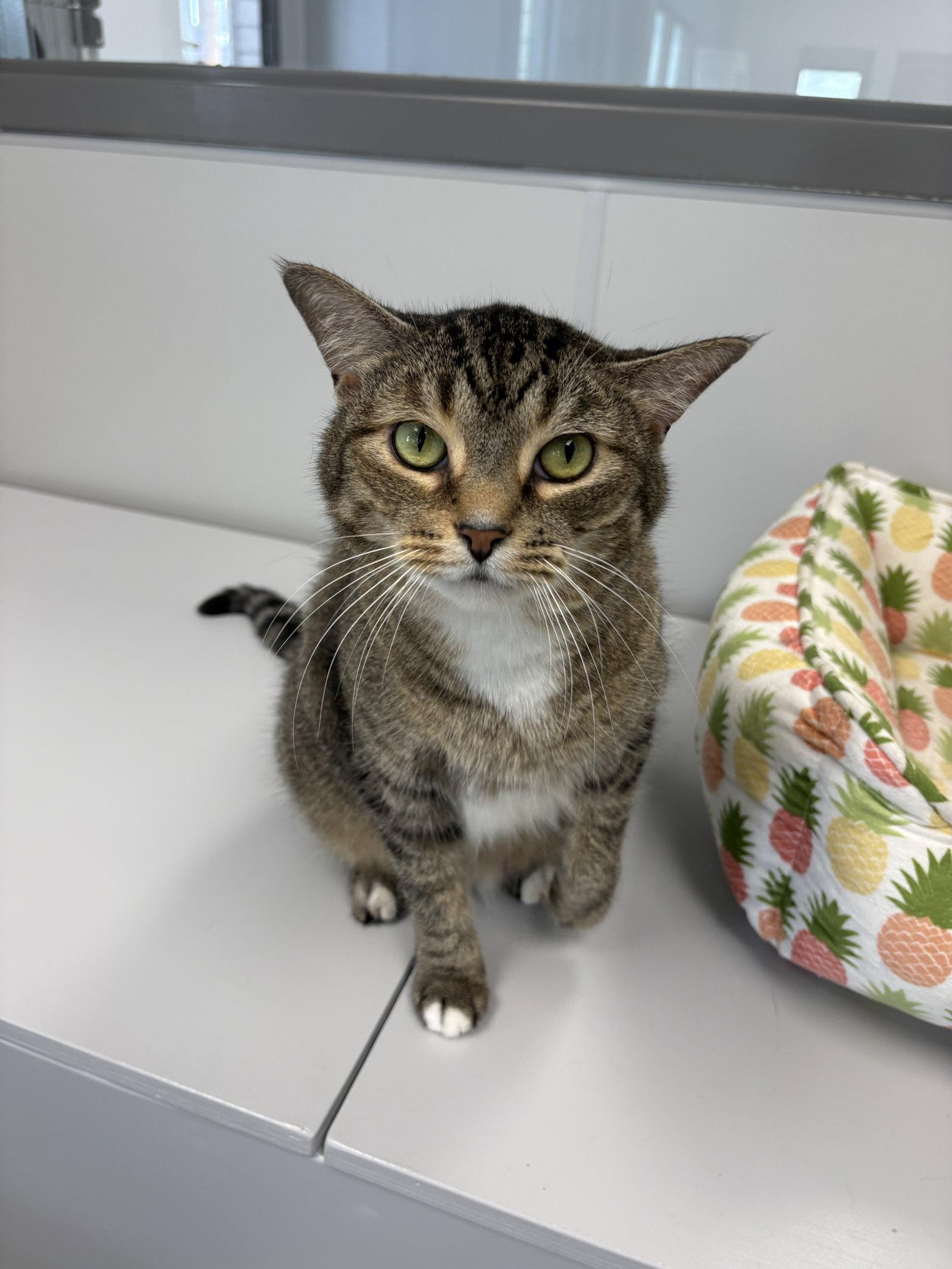 Kj - Must Apply in Person !, Adoptable, Adult Female Tabby & Domestic Short Hair.