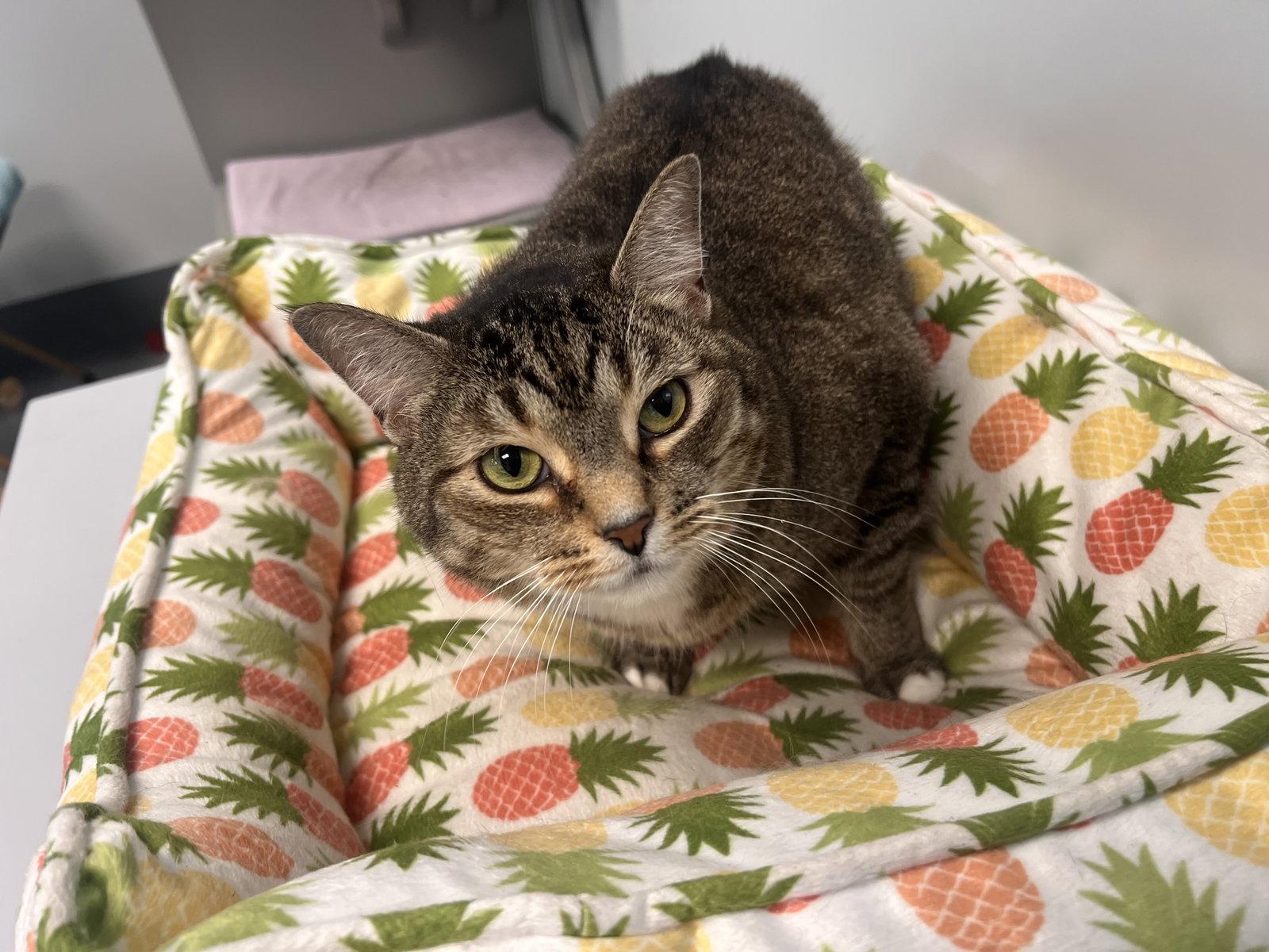 Enlarge Kj - Must Apply in Person !, a Adoptable mixed breed in Georgetown, KY image 3/3