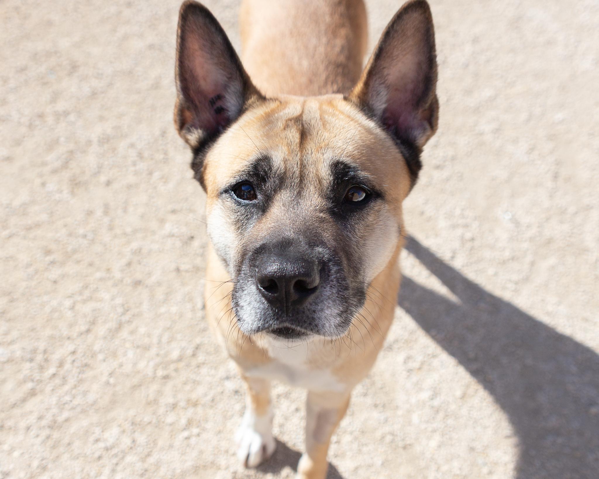 Delta, an adoptable Shepherd in Winnipeg, MB, R3E 3N8 | Photo Image 1