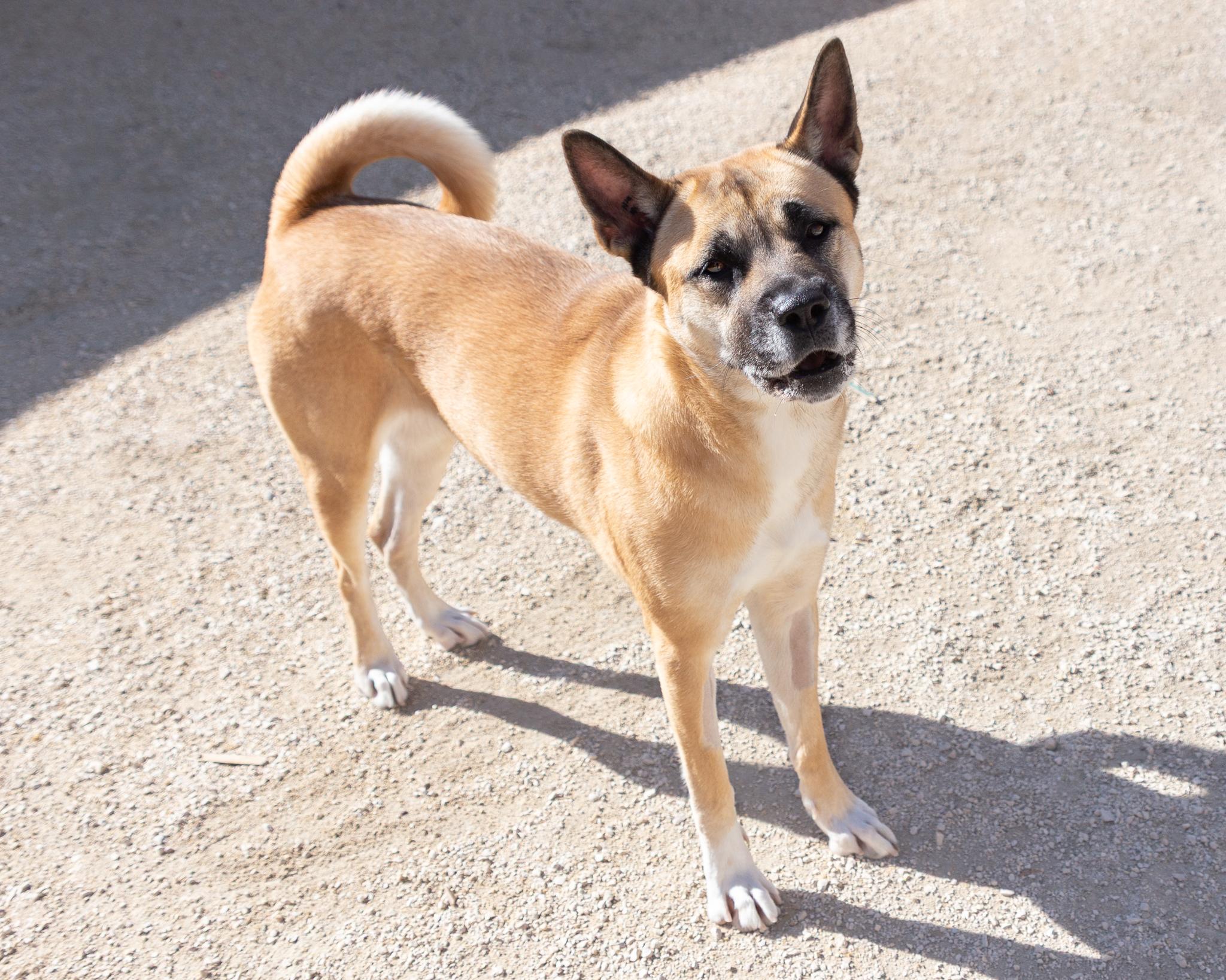 Delta, an adoptable Shepherd in Winnipeg, MB, R3E 3N8 | Photo Image 3