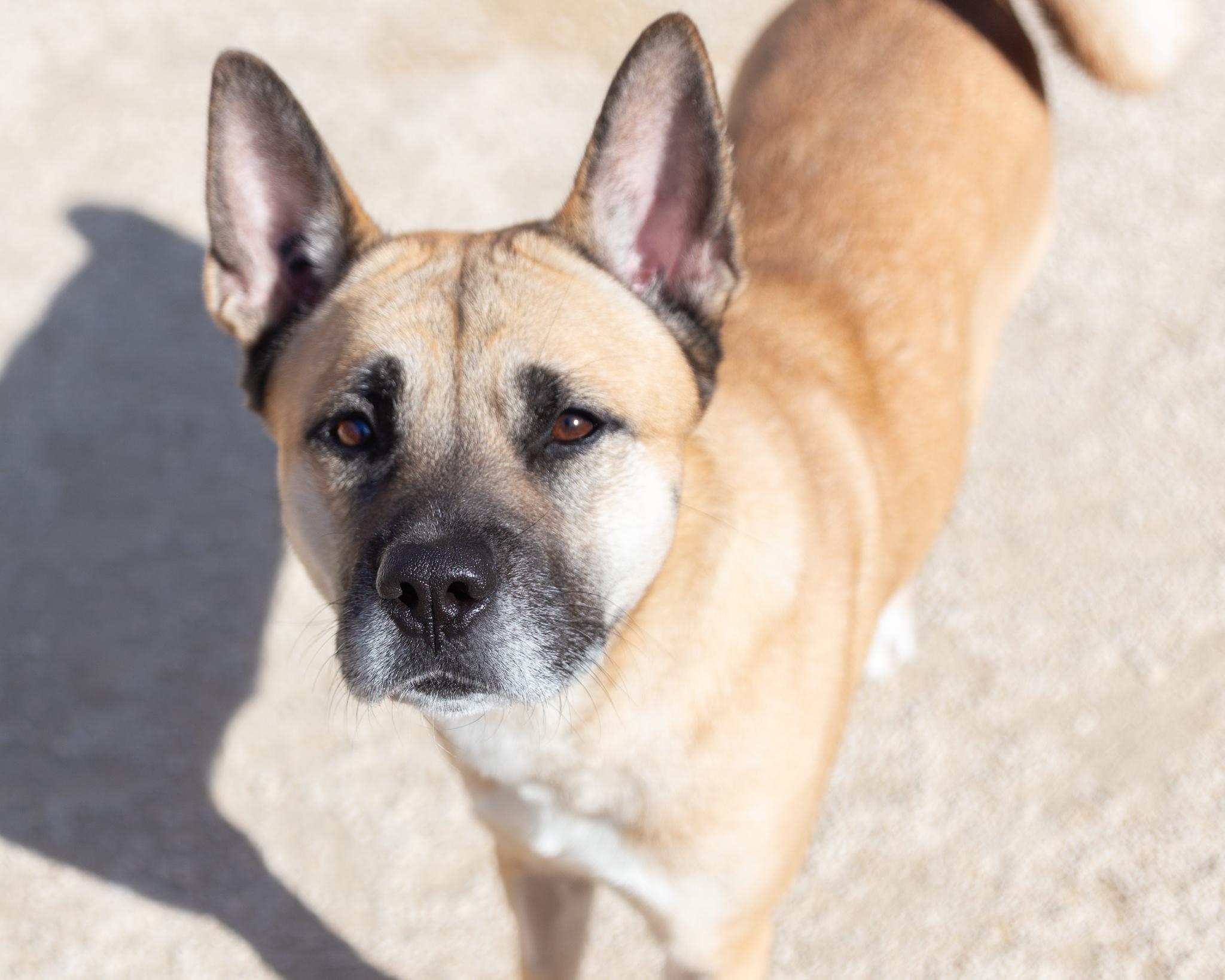 Delta, an adoptable Shepherd in Winnipeg, MB, R3E 3N8 | Photo Image 2