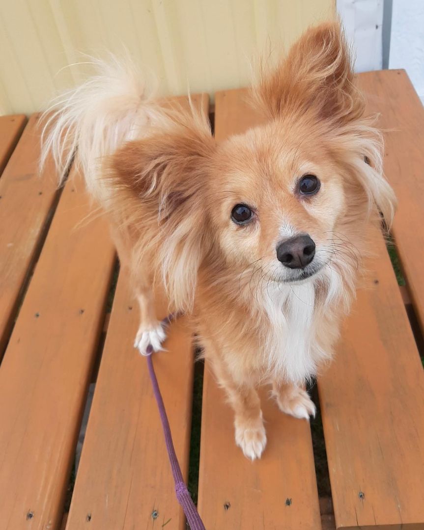 Cody, Adult Male Chihuahua