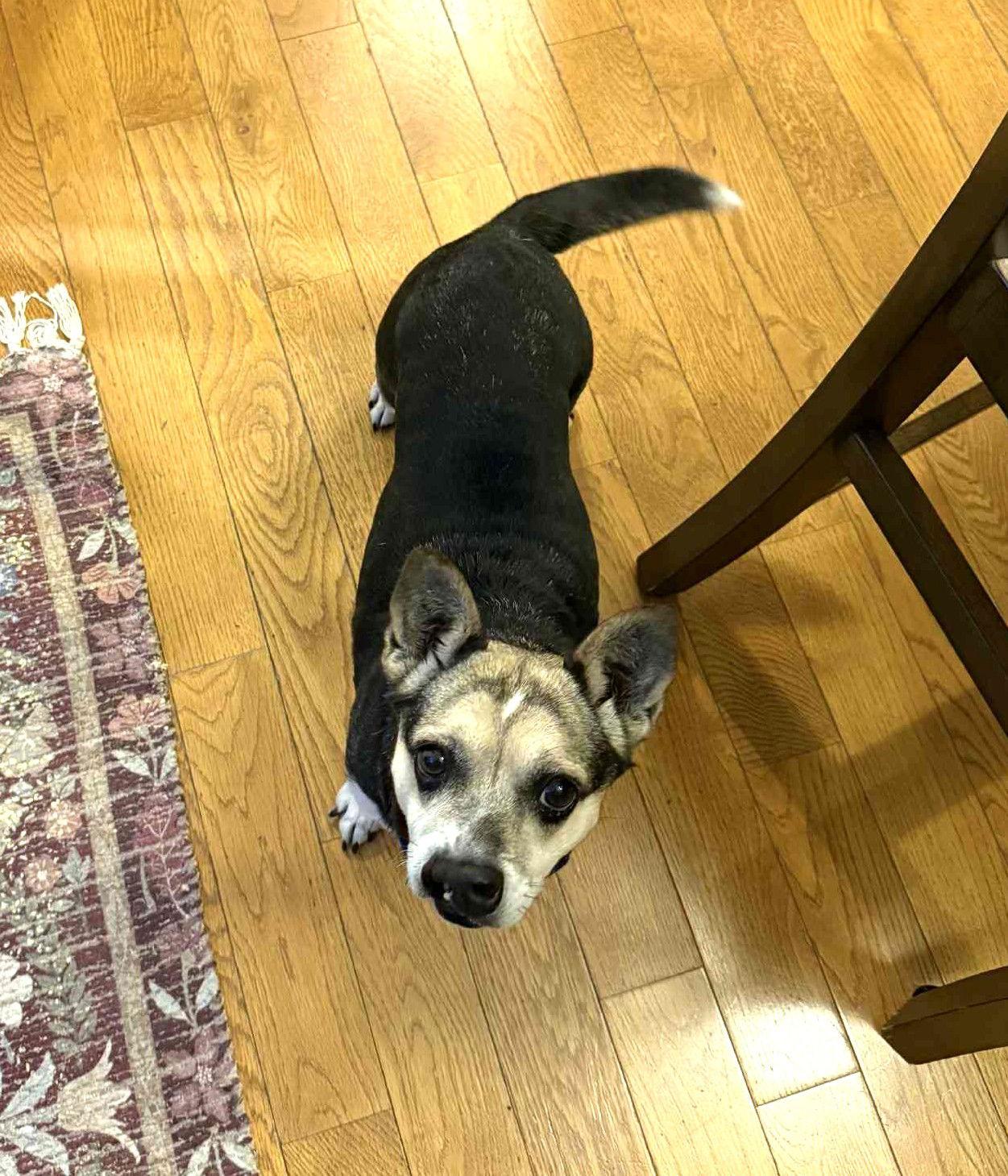 Buffy Plunkette, a Adoptable Corgi in Saunderstown, RI image 2/3