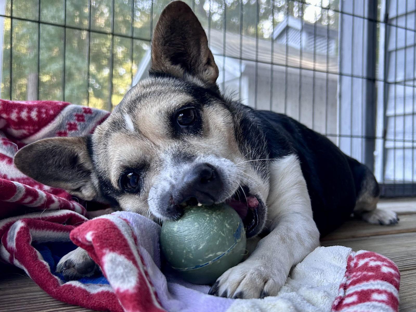 Buffy Plunkette, a Adoptable Corgi in Saunderstown, RI image 3/3
