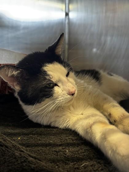 Shane, Adoptable, Adult Male Domestic Short Hair & Domestic Short Hair.