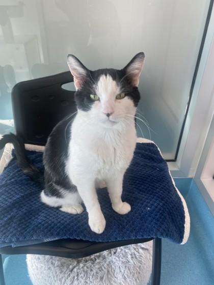 Enlarge Shane, a Adoptable mixed breed in Roseville, CA image 2/3