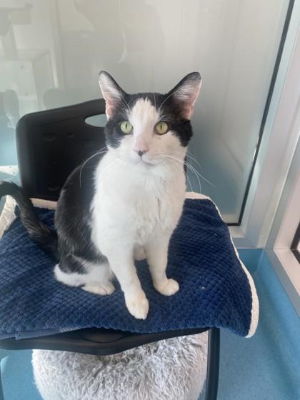 Enlarge Shane, a Adoptable mixed breed in Roseville, CA image 3/3