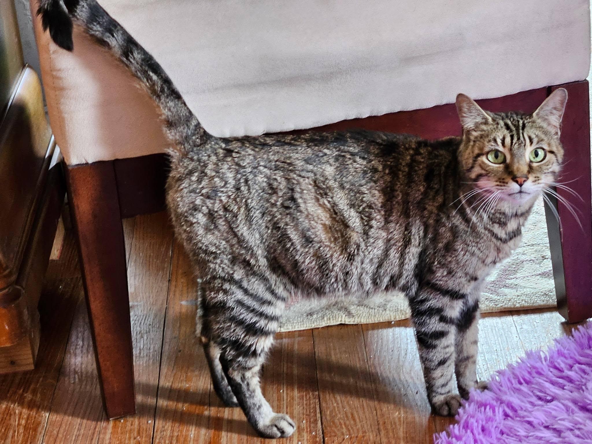 Enlarge Emmy Lou -- Courtesy Post, a ADOPTABLE mixed breed in Frederick, MD image 6/6