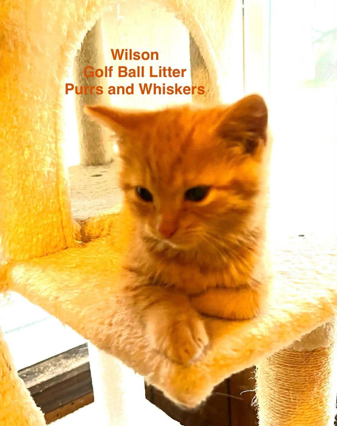 Enlarge Wilson, a Adoptable Domestic Short Hair in New Hartford, NY image 1/1