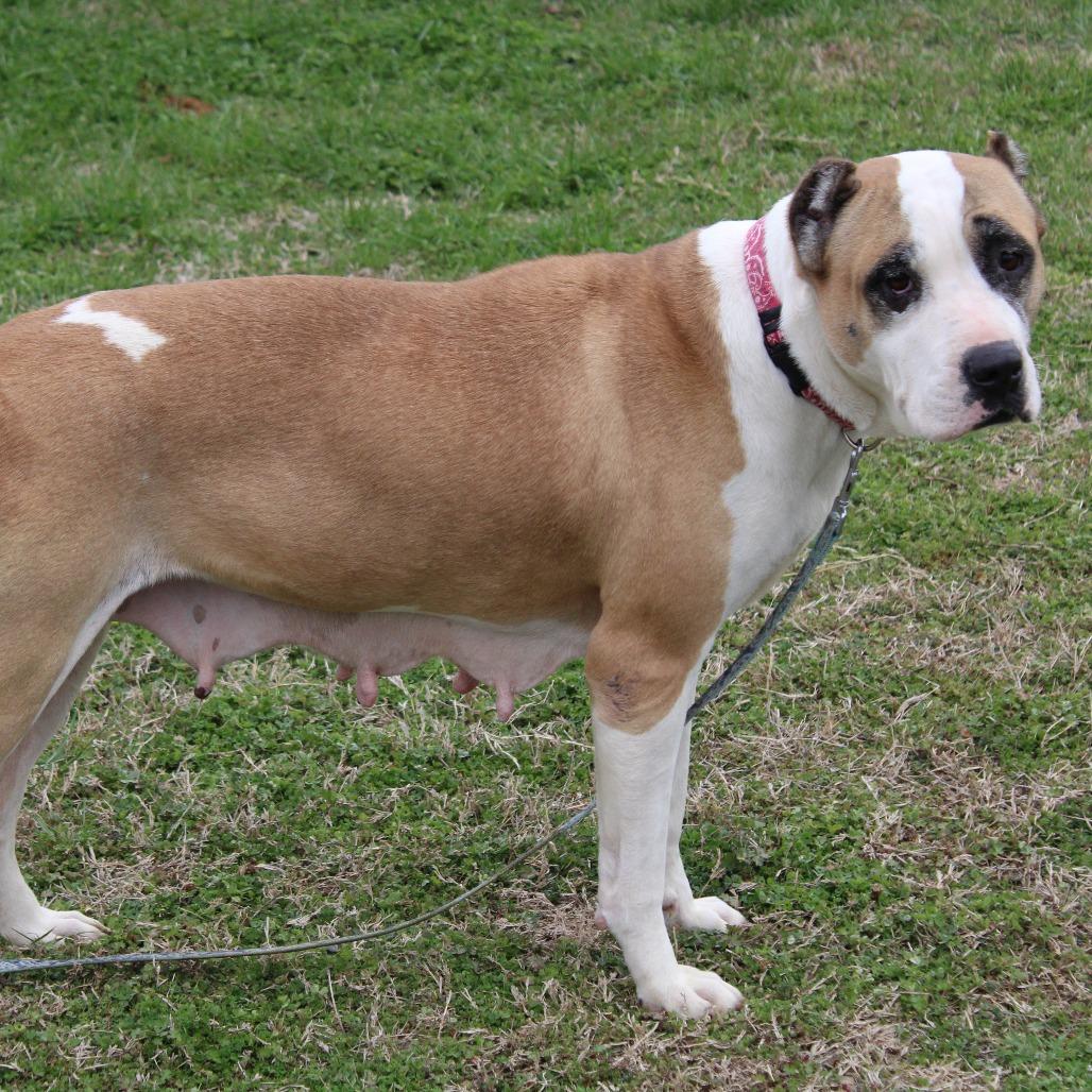 Tilly, Adoptable, Senior Female Pit Bull Terrier & Cane Corso.