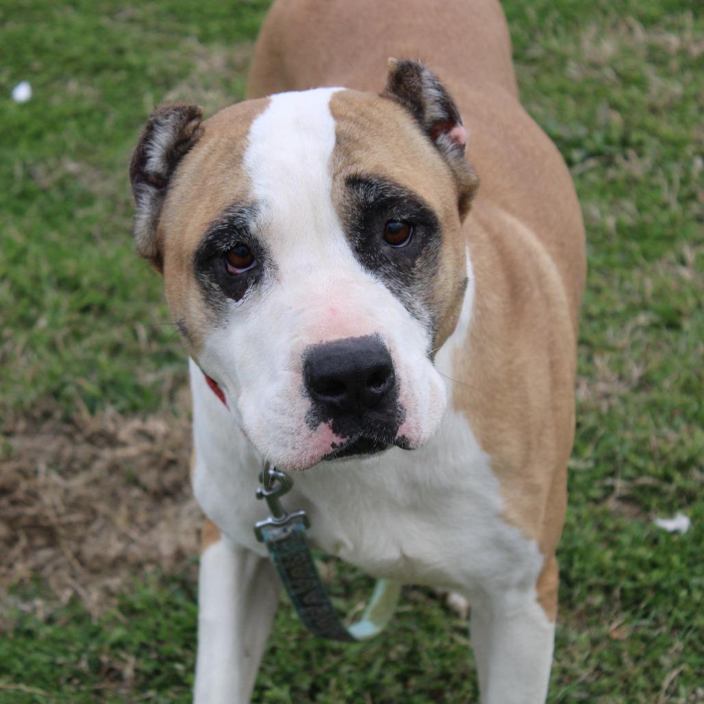 Enlarge Tilly, a Adoptable mixed breed in Cleveland, MS image 2/6