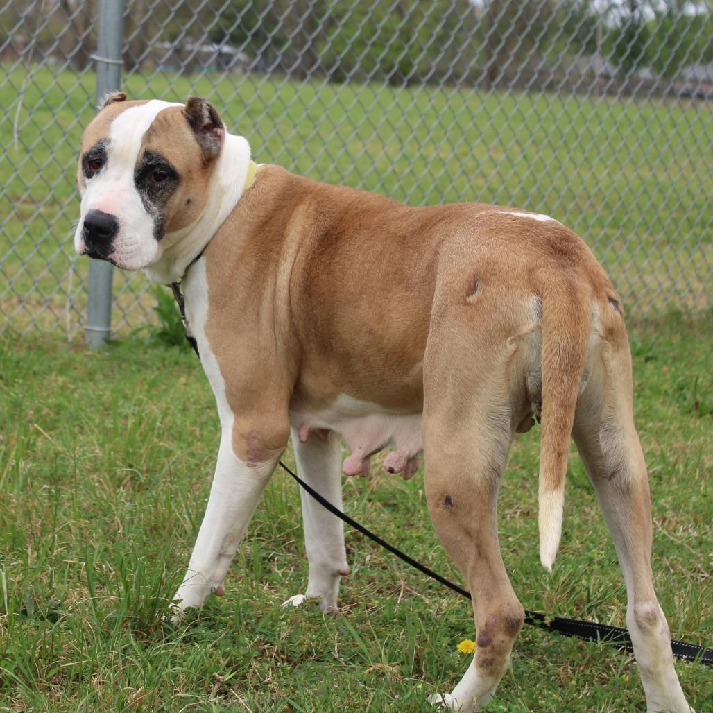 Enlarge Tilly, a Adoptable mixed breed in Cleveland, MS image 4/6