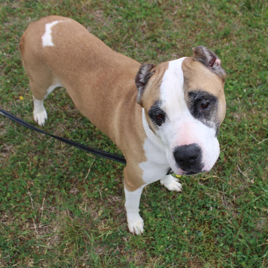 Enlarge Tilly, a Adoptable mixed breed in Cleveland, MS image 5/6