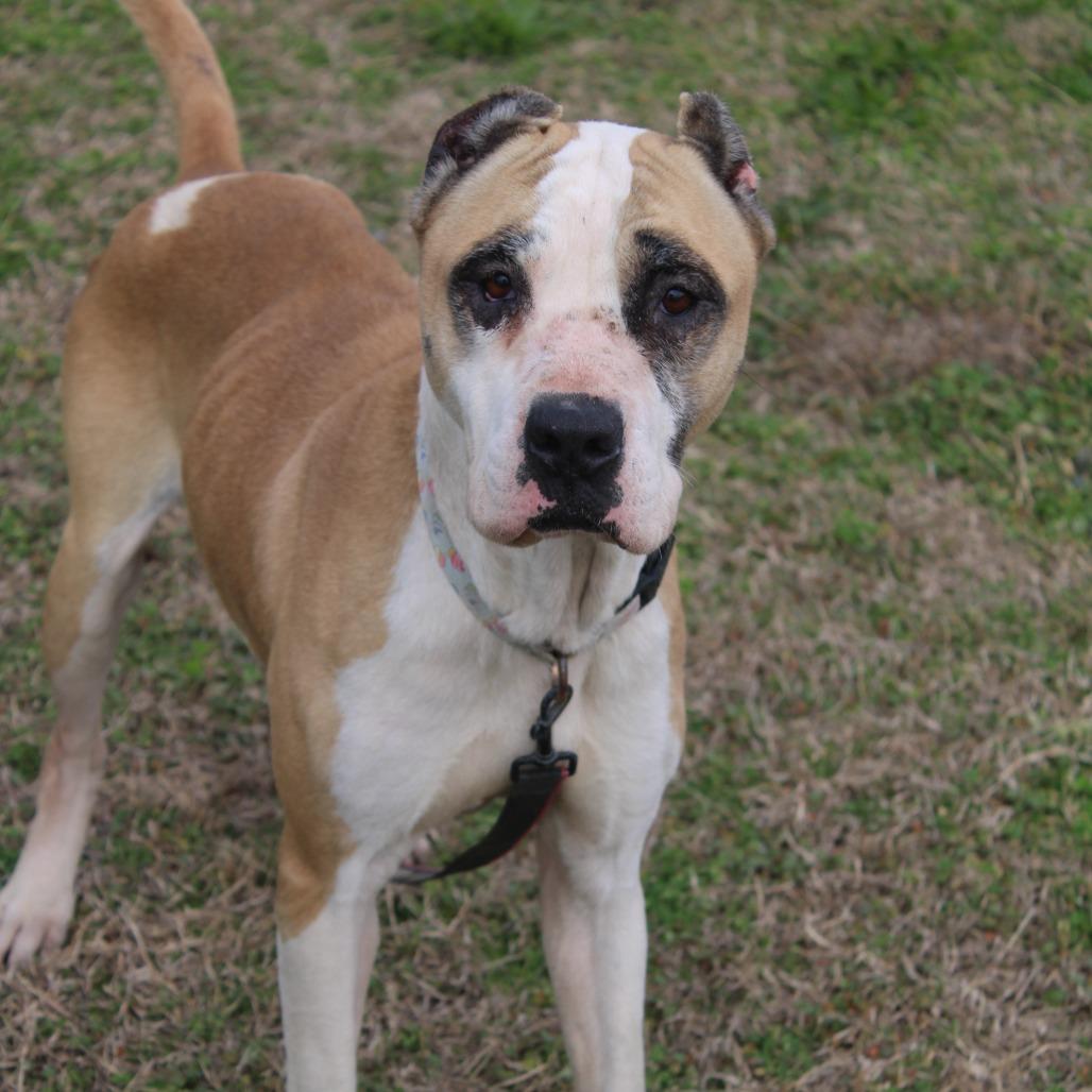 Enlarge Tilly, a Adoptable mixed breed in Cleveland, MS image 6/6
