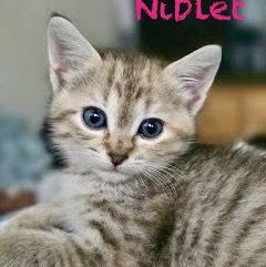 Niblet, a Adoptable Domestic Short Hair in Reston, VA image 1/3