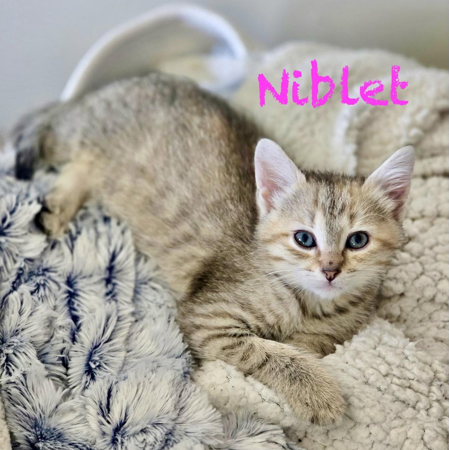 Niblet, a Adoptable Domestic Short Hair in Reston, VA image 2/3