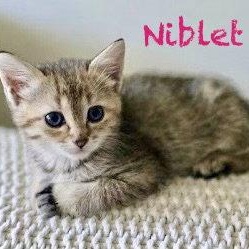 Niblet, a Adoptable Domestic Short Hair in Reston, VA image 3/3