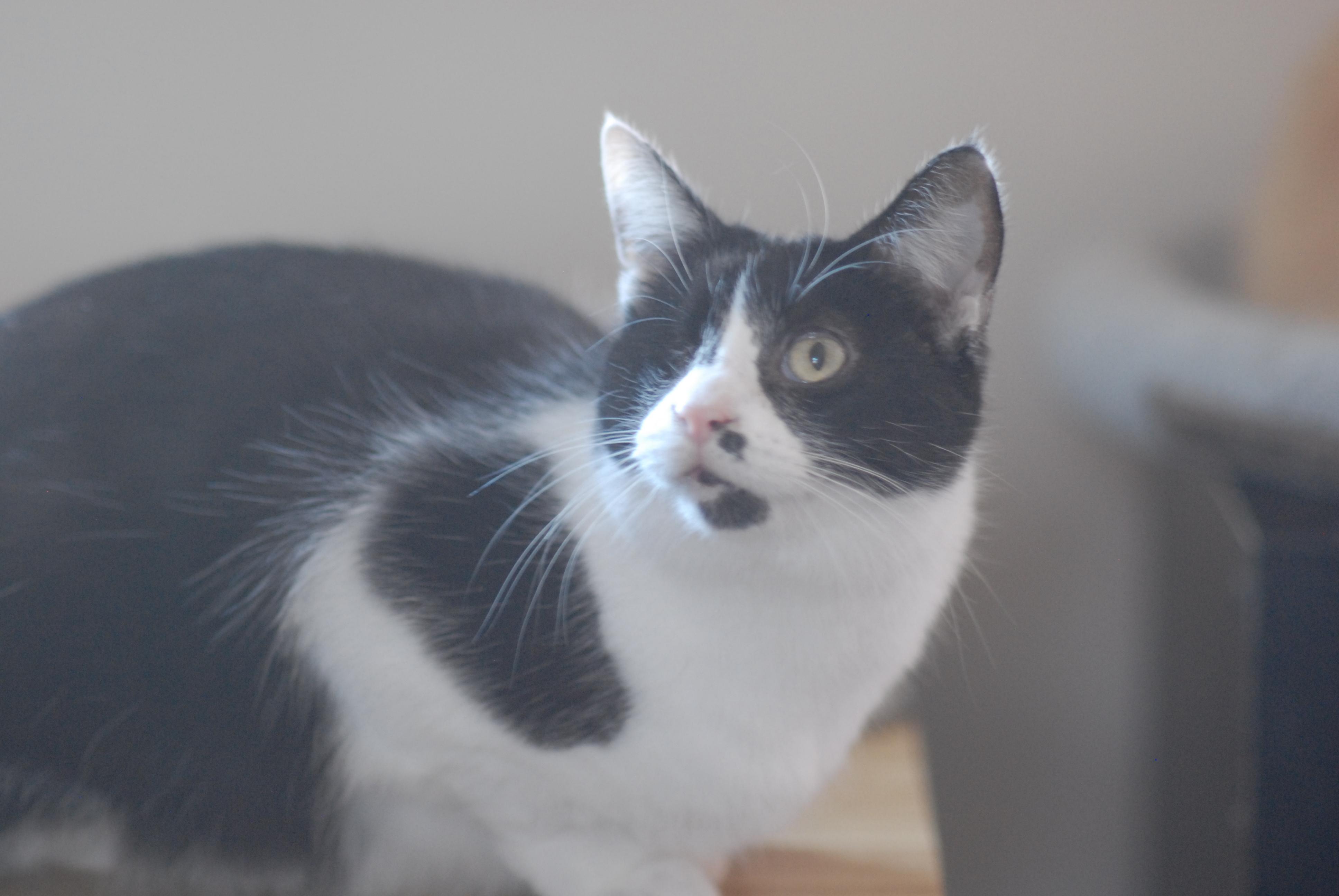 Enlarge Scarlett, a Adoptable Domestic Short Hair in Mount Pleasant, PA image 1/1