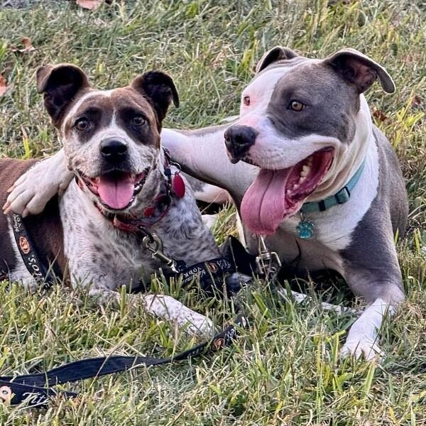 Levi the Big Softie — thumbnail 4