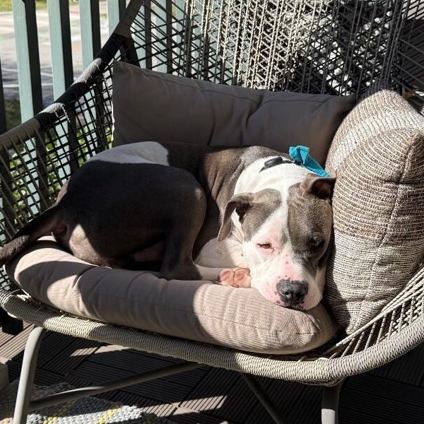 Levi the Big Softie — thumbnail 5