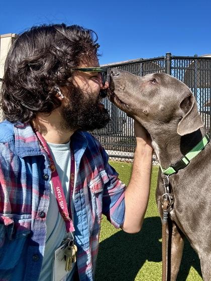 Orion, Adoptable, Adult Male Mixed Breed & Mixed Breed.