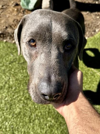 Enlarge Orion, a Adoptable mixed breed in Wichita, KS image 2/3