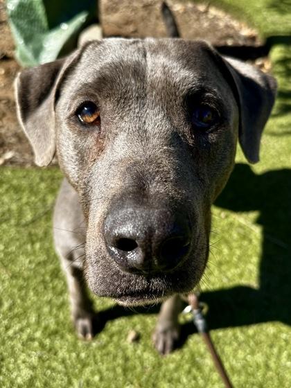 Enlarge Orion, a Adoptable mixed breed in Wichita, KS image 3/3