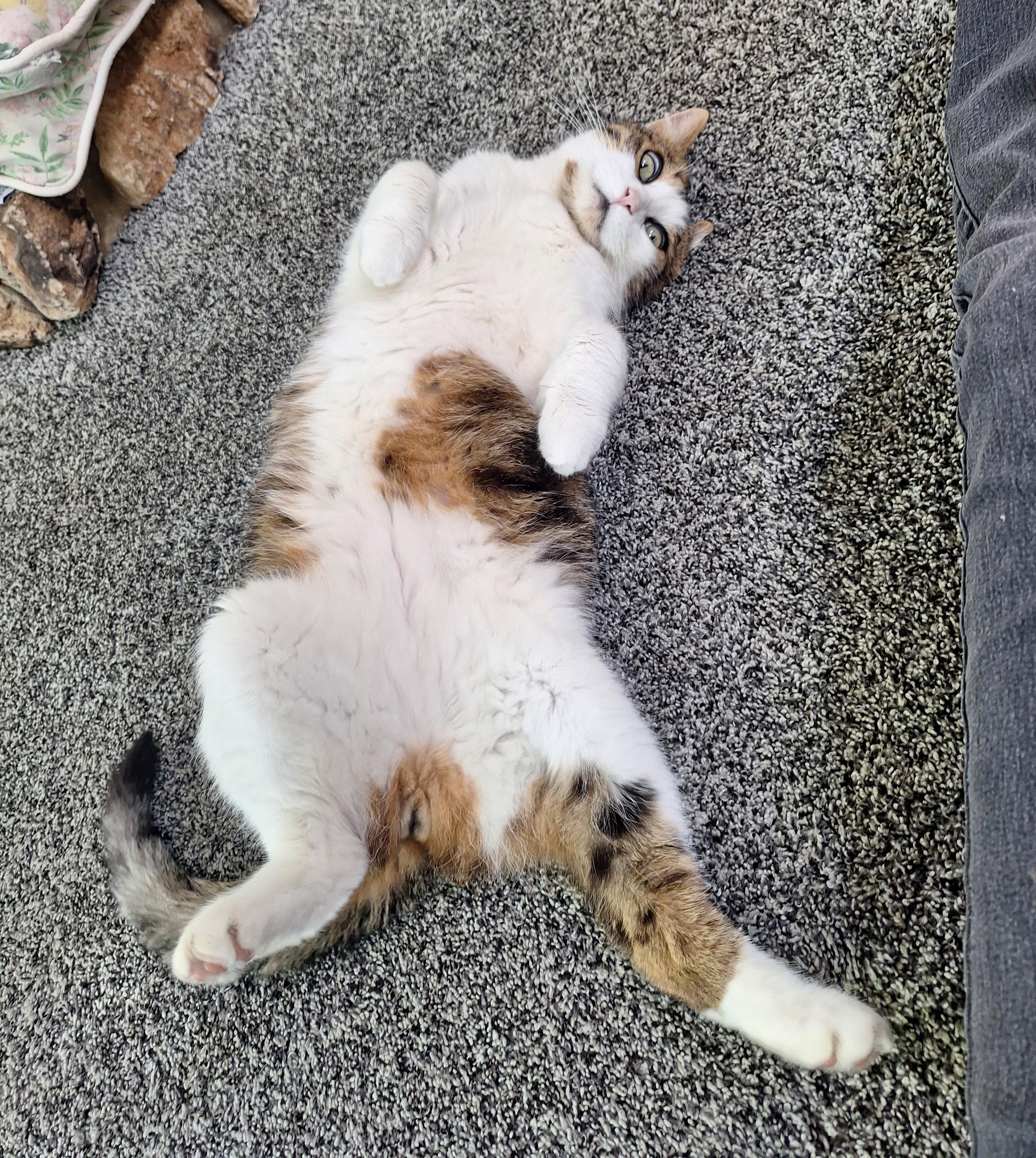 Transformer, adopted, Adult Male Domestic Short Hair.