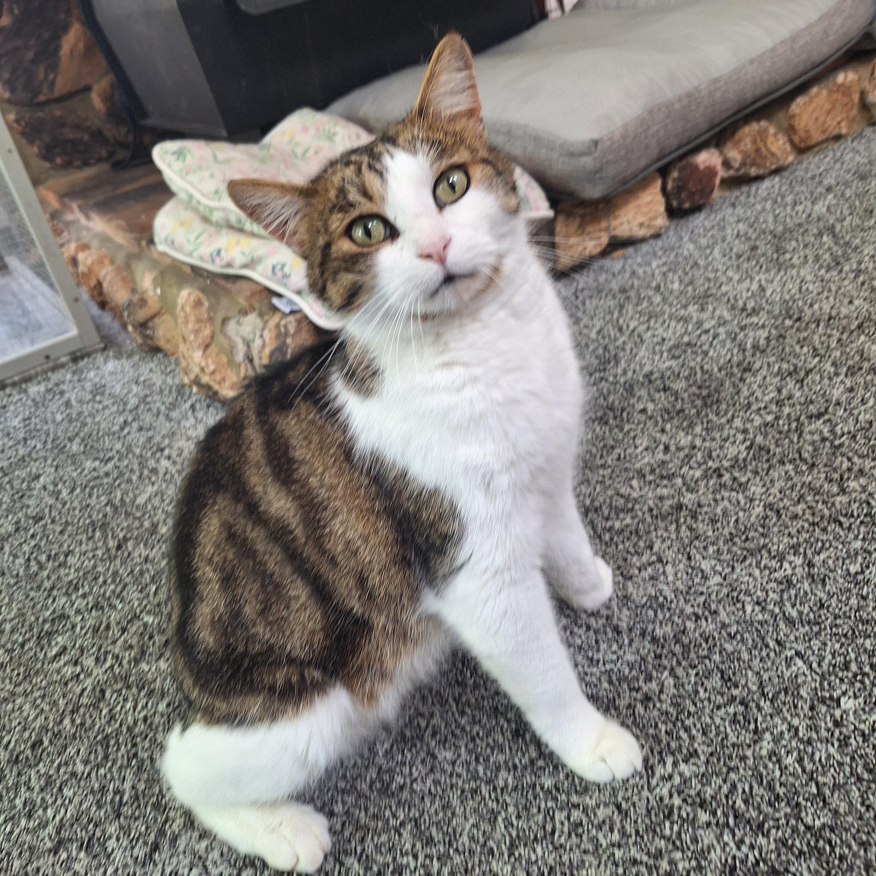 Transformer, an adopted Domestic Short Hair in Garden City, MI image 3/4