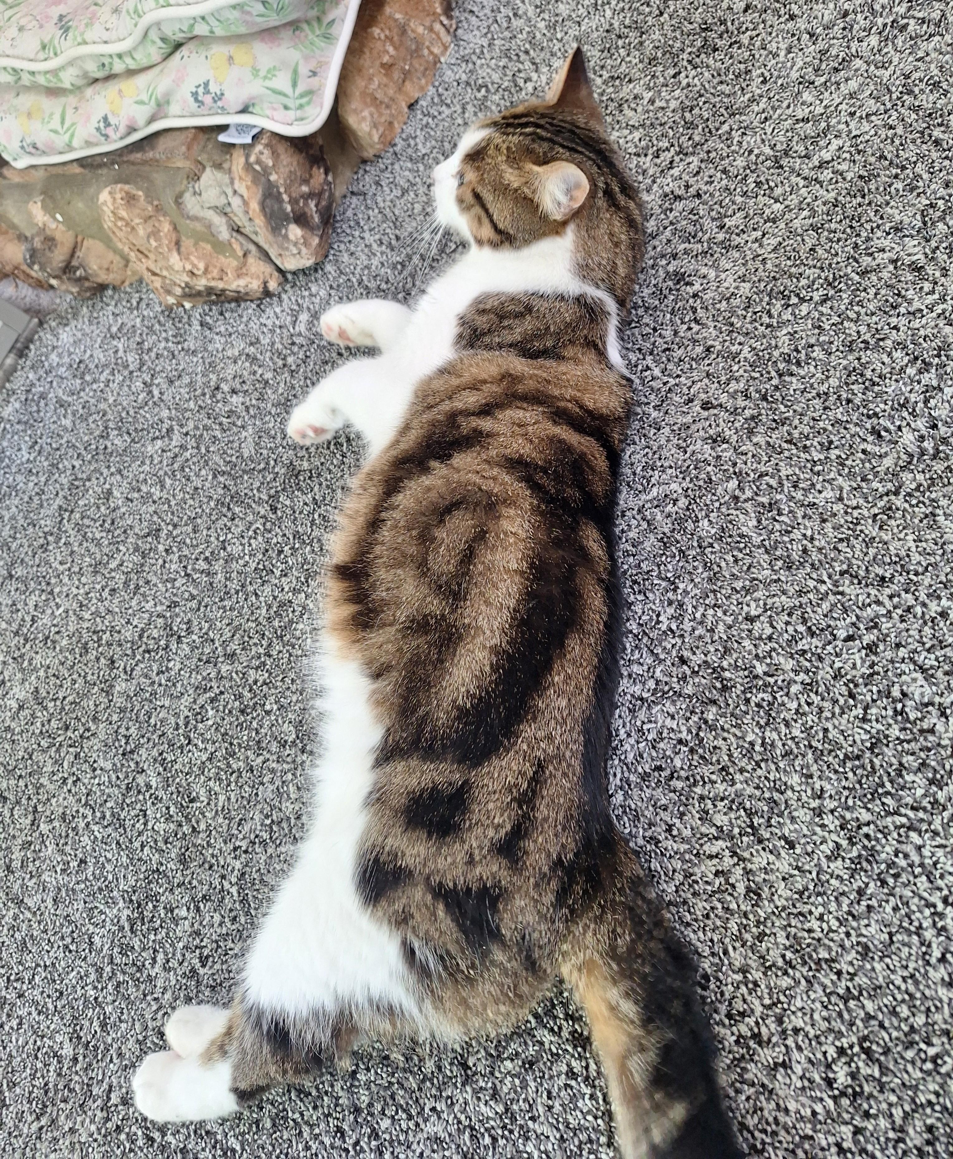 Transformer, an adopted Domestic Short Hair in Garden City, MI image 4/4